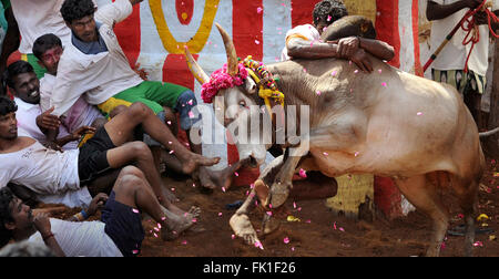 Jallikattu /taming the bull is a 2000 year old sport in Tamilnadu,India.It happens during pongal (harvest festival) celebrations Stock Photo