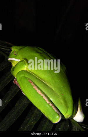 Green white lipped tree frog on Palm Leaf, in the wild,  Australia, taken from behind at night Stock Photo