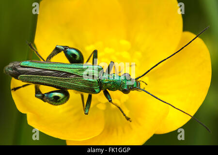 Beetle Oedemera nobilis long shiny and green on yellow buttercup. Macro close up in landscape format. Small and fragile underfoot amazing image detail Stock Photo