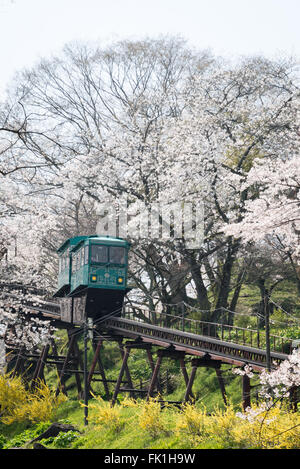 A slope car makes its way down a trail of cherry blossoms from the top of a hill in Funaoka Castle Ruin at Miyagi,Japan Stock Photo