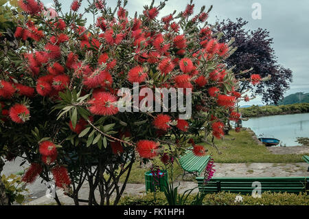 Flowers of the bottle brush tree, Limpias Cantabria, Spain Stock Photo