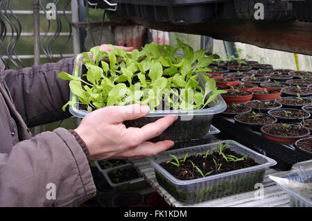 Pflanzenanzucht im Frühling - plant breeding in spring in glass house Stock Photo