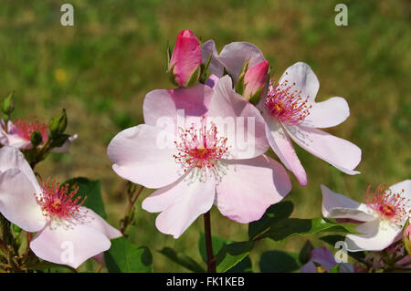 Rose Sweet Pretty in rosa Farbe - the pink Rose Sweet Pretty Stock Photo