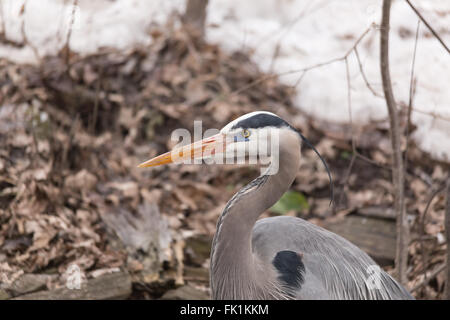 A Great Blue Heron in spring Stock Photo - Alamy