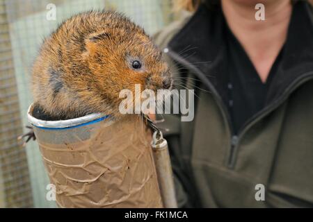 Captive bred Water vole (Arvicola amphibius) on a cardboard weighing tube inside a breeding cage ahead of a UK reintroduction. Stock Photo