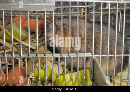 Captive bred Water vole (Arvicola amphibius) inside a cage with apple and carrots for food, ahead of release into the wild , UK. Stock Photo