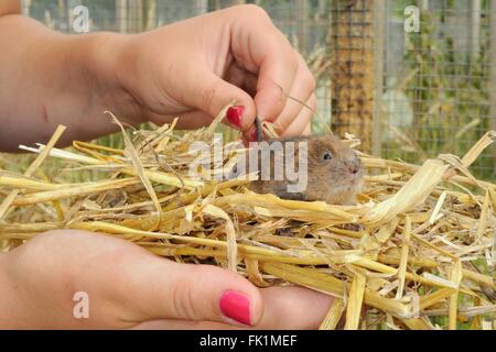 Close up of a juvenile captive bred Water vole (Arvicola amphibius) being inspected in the hand, ahead of release. Stock Photo