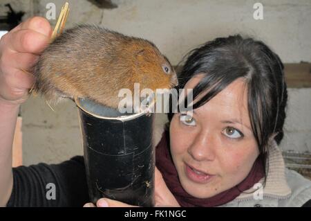 Captive bred Water vole (Arvicola amphibius) selected for a breeding programme to supply reintroductions across the UK. Stock Photo
