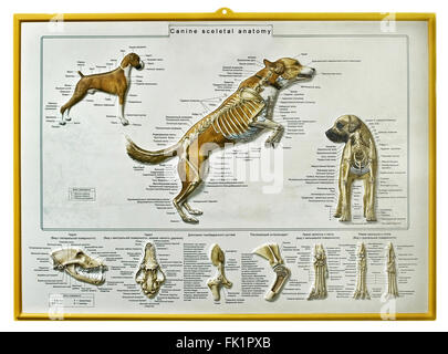 Instructional wall-sheet, the Dog (Russian v.) Stock Photo
