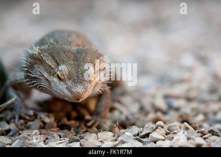 Bearded dragon A great friendly lizard Stock Photo