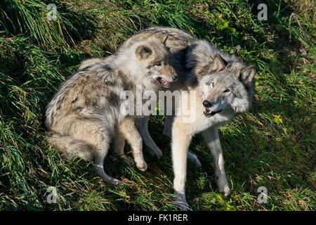 Timber Wolves - cub and adult. Stock Photo