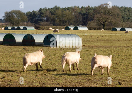 Outdoor reared free range gloucester old spot pigs on a farm Stock Photo