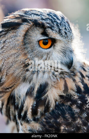 Eagle owl portrait Stock Photo