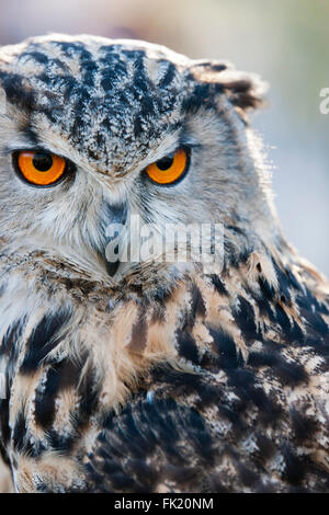 Eagle owl portrait Stock Photo