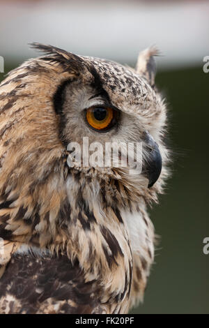 Indian Eagle Owl portrait showing it's curved beak and large eyes Stock Photo