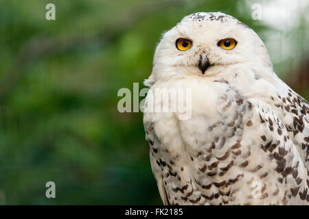 Snowy owl portrait Stock Photo