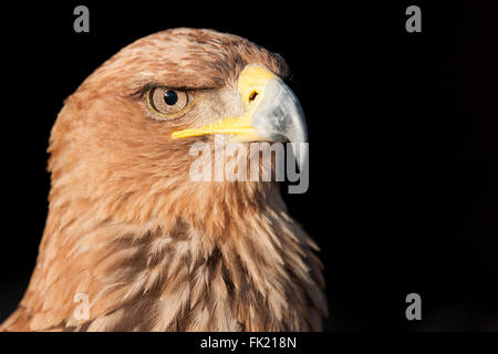 Tawny eagle bird of prey Stock Photo