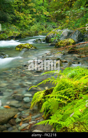 Ferns along Little North Fork Santiam River, Opal Creek Scenic ...