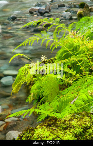 Ferns along Little North Fork Santiam River, Opal Creek Scenic ...