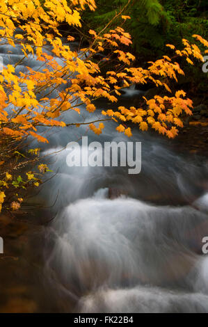 Pamelia Creek in autumn, Willamette National Forest, Oregon Stock Photo