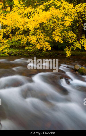 Pamelia Creek in autumn, Willamette National Forest, Oregon Stock Photo