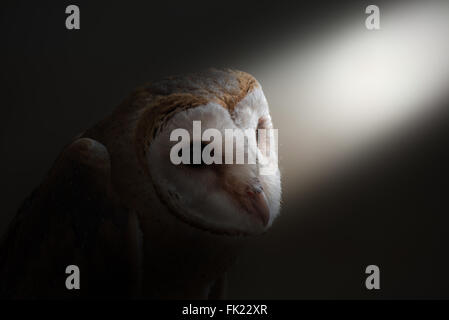 common barn owl ( Tyto albahead ) in dark background Stock Photo