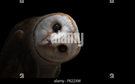 common barn owl ( Tyto albahead ) in dark background Stock Photo