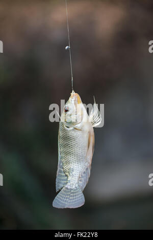 Nile tilapia fish  (Oreochromis nilotica) hanging on hook Stock Photo