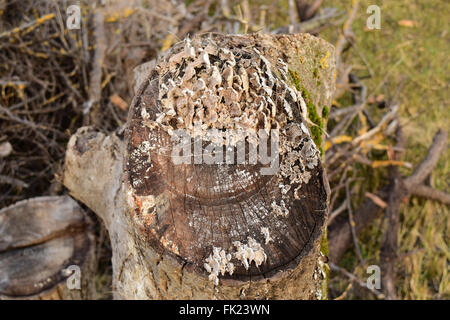 Plate mushrooms on a tree stump. Mushrooms feed on decaying wood. Stock Photo