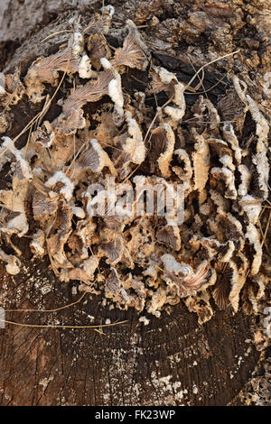 Plate mushrooms on a tree stump. Mushrooms feed on decaying wood. Stock Photo