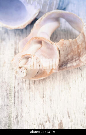 Close up shot of a broken shell on rustic wood with a shallow depth of field. Stock Photo