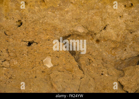 Fossils encrusted in sandstone. Albandeira beach, Algarve, Portugal Stock Photo