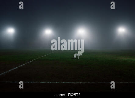 LOS ANGELES, CA – JANUARY 30: A white dog stands in the middle of the field Los Angeles, California on January 30, 2005. Stock Photo