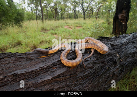Black-headed python (Aspidites melanocephalus) slithering along a fallen log Stock Photo