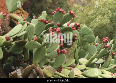 Beavertail cactus found in Sinaloa State, Mexico