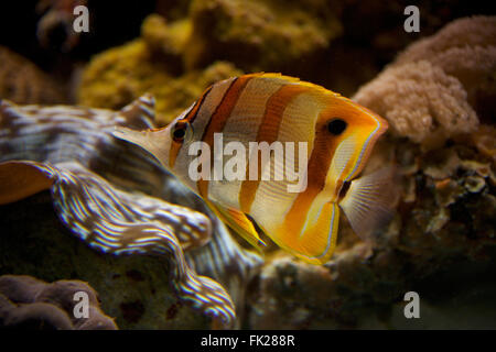 Copperband butterflyfish swimming upwards through coral reef Stock Photo