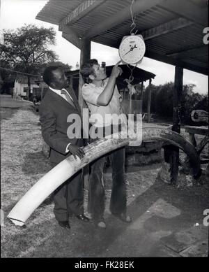 1964 - Weighing one of the tusks of Mohamed the Elephant beloved Elephant of the Marasit National Reserve in North Kenya. Credits: Camerapix © Keystone Pictures USA/ZUMAPRESS.com/17�Թ����� Live News Stock Photo