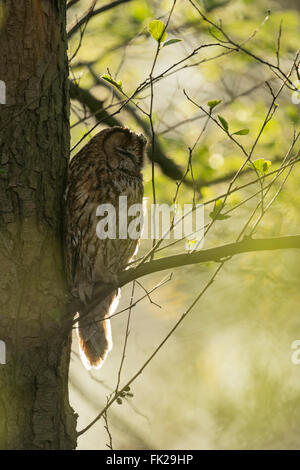 Tawny Owl / Waldkauz ( Strix aluco ) perched hidden in a tree, typical pose, day rest, backlight situation, in spring. Stock Photo