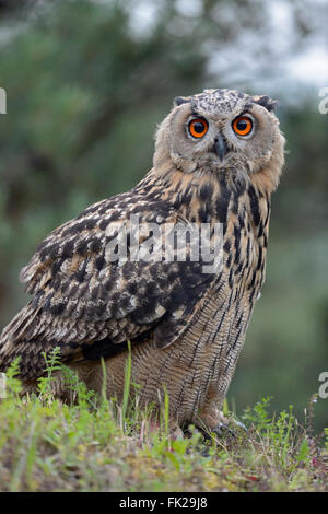 Northern Eagle Owl ( Bubo bubo ), young bird, sits on a cliff edge, close-up, side-view, eye-contact, wildlife. Stock Photo