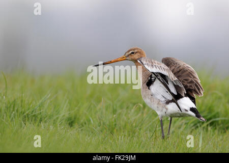 Black-tailed Godwit ( Limosa limosa ), adult, in breeding dress, beating its wings, shows courtship display, extensive meadow. Stock Photo