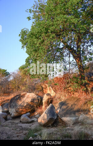 African Landscape in Kruger National Park, South Africa Stock Photo