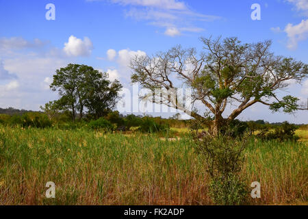 African Landscape in Kruger National Park, South Africa Stock Photo