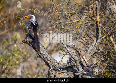 Hornbill in Kruger National park - South Africa Stock Photo