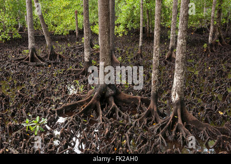 Knee roots of mangroves (Bruguiera gymnorrhiza) Stock Photo