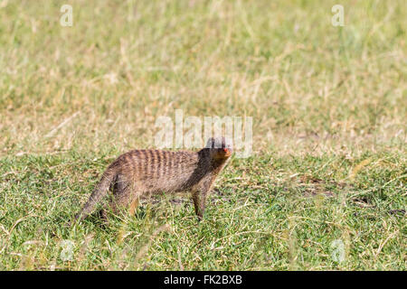 Banded mongoose standing in the grass and watching Stock Photo