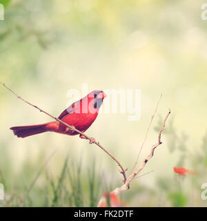 Male Northern Cardinal Perching on a Branch Stock Photo