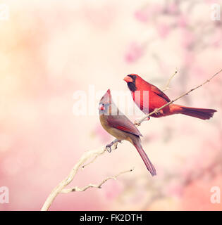 Male and Female Northern Cardinals Perching Stock Photo