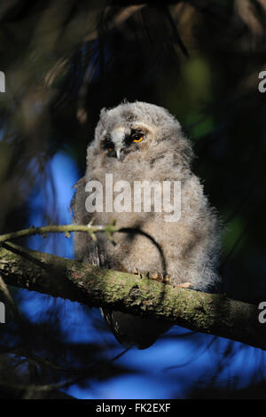 Long-eared Owl ( Asio otus ), young bird, perched in a tree, in spot of first morning light, watching around, wildlife. Stock Photo