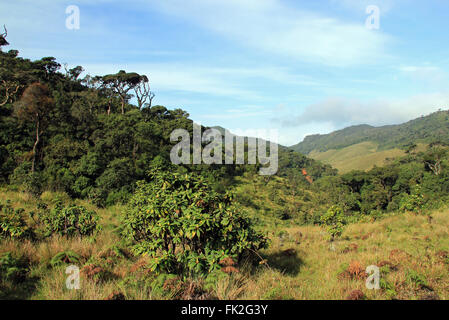 Horton Plains National Park, Sri Lanka Stock Photo