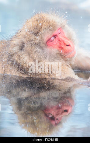 A snow monkey at Jigokudani's hot spring, Japan. Stock Photo
